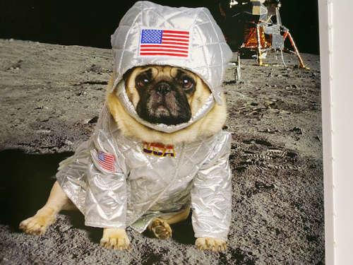 Fabulous Pugs by Lisa Knapp