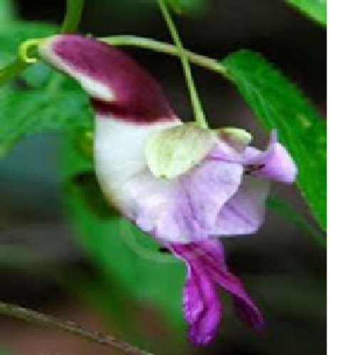 THE PARROT FLOWER (2) - Impatiens psittacinar - 5 seeds - Spring