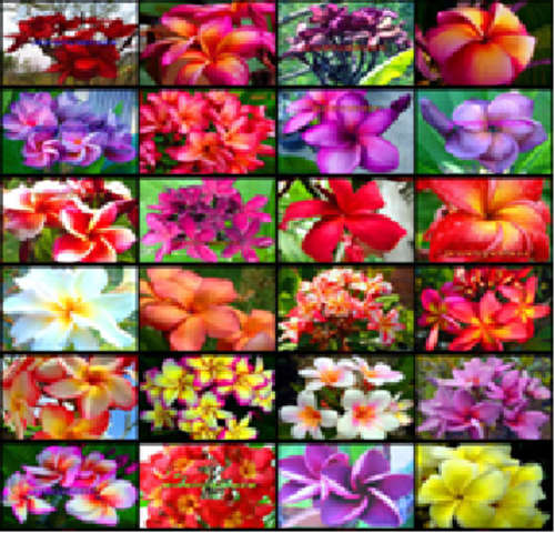 Plumeria/Frangipani mixed 25 seeds per packet Spring. Get 15 free extra seeds per order.