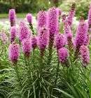 Liatris Spicata "Kobold" - Gayfeather 10 seeds per packet