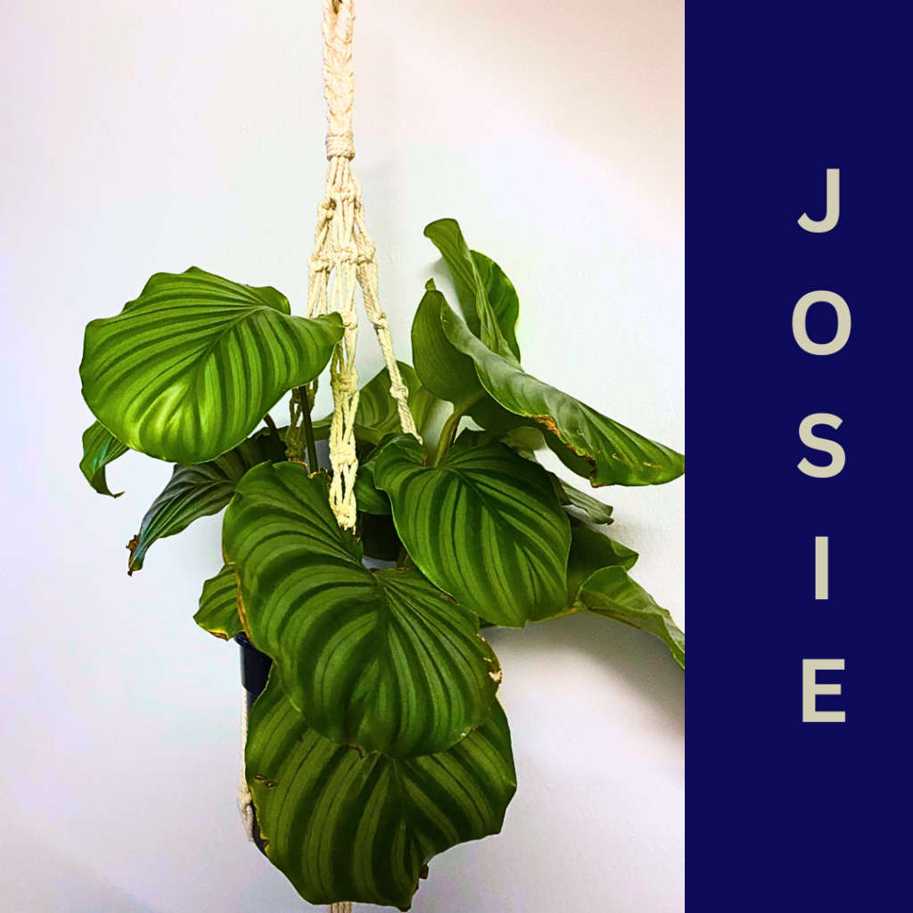 Handcrafted Macrame Plant Hanger - Josie design