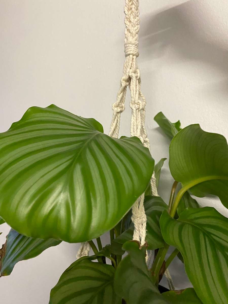 Handcrafted Macrame Plant Hanger - Josie design