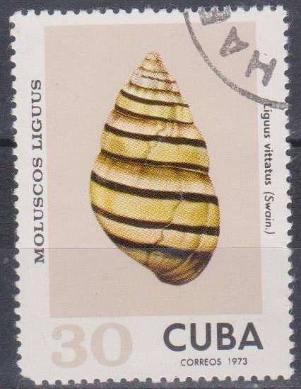 THEMATIC SHELLS CUBA