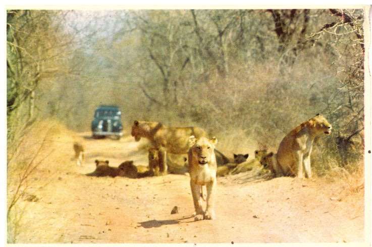 OLD UNUSED POST CARD KRUGER NATIONAL PARK