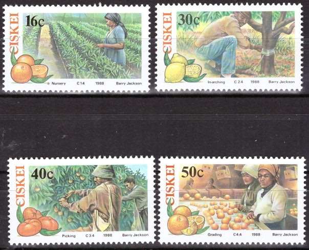 CISKEI  1988 Citrus Farming MNH SET