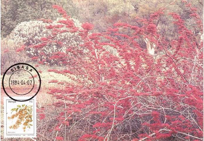 VENDA 1984 ADDITIONAL VALUE FLOWERS POSTCARD MAXI CARD