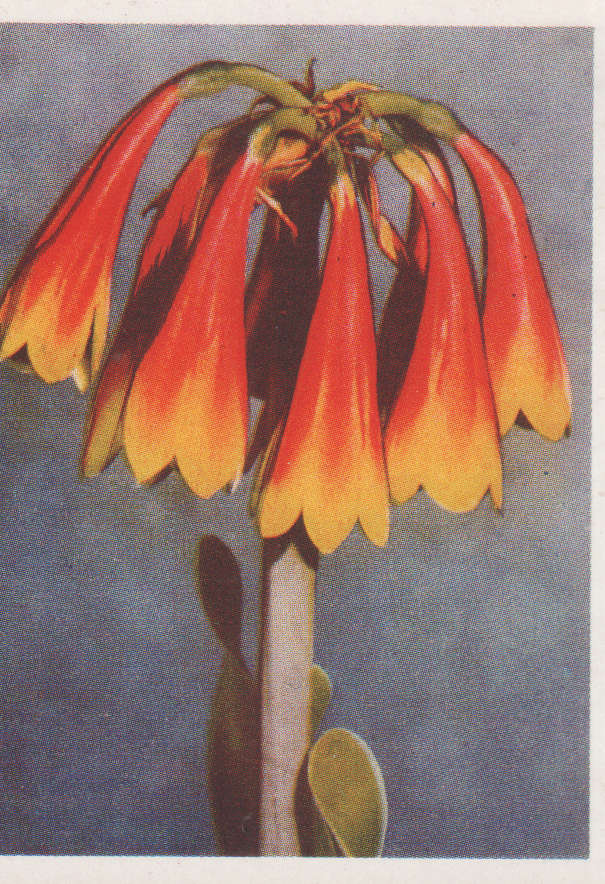 OUR SOUTH AFRICAN FLOWERS NO 13