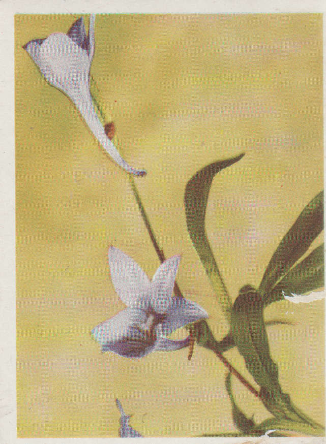 OUR SOUTH AFRICAN FLOWERS NO 21