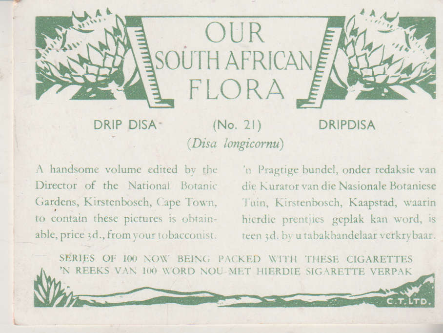 OUR SOUTH AFRICAN FLOWERS NO 21