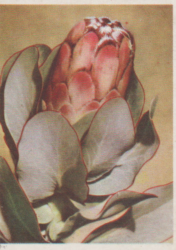 OUR SOUTH AFRICAN FLOWERS NO 32