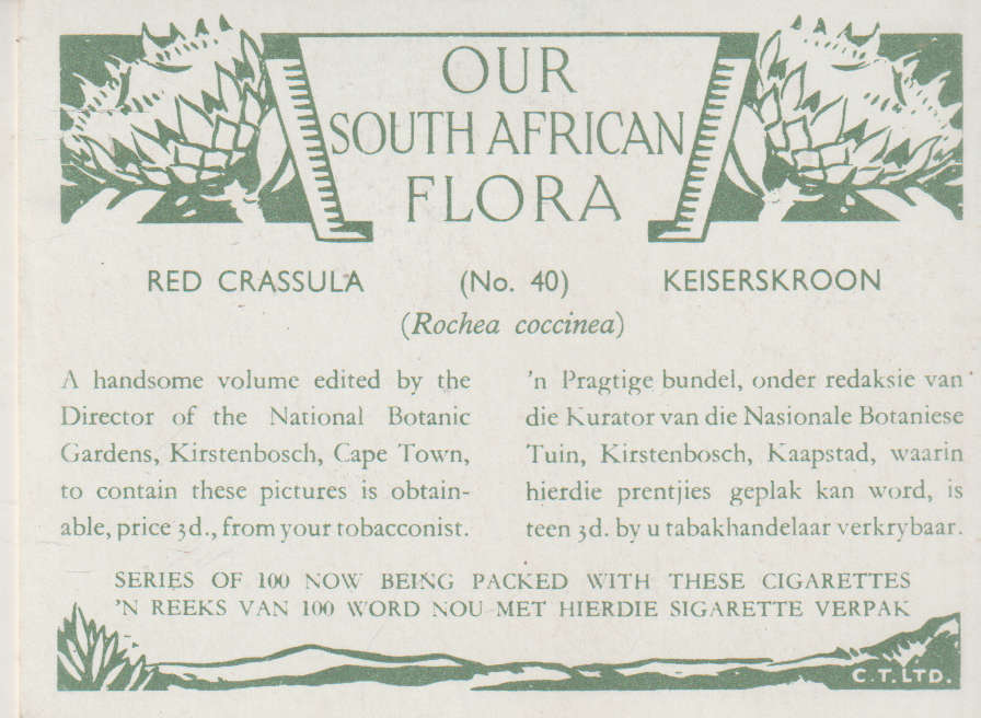 OUR SOUTH AFRICAN FLOWERS NO 40