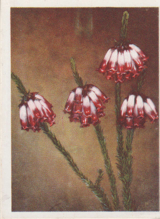 CIGARETTE CARD OUR SOUTH AFRICAN FLOWERS NO 65