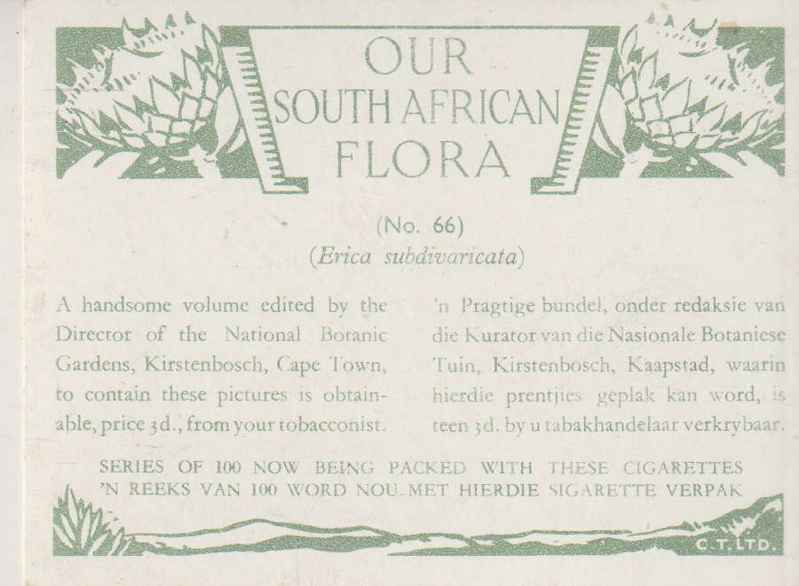 CIGARETTE CARD OUR SOUTH AFRICAN FLOWERS NO 66