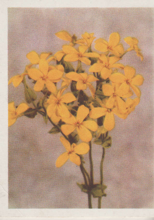 CIGARETTE CARD OUR SOUTH AFRICAN FLOWERS NO 71