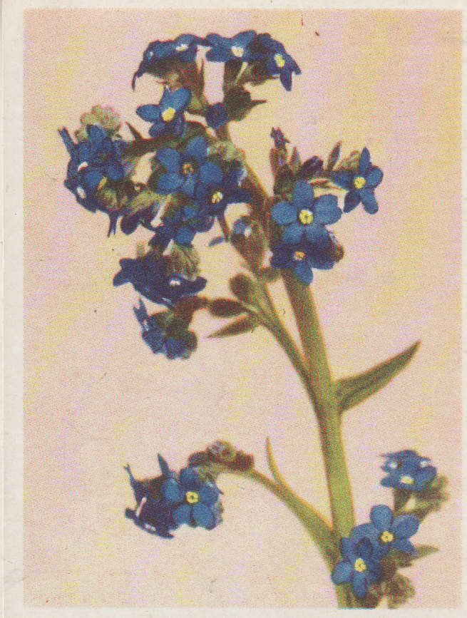 CIGARETTE CARD OUR SOUTH AFRICAN FLOWERS NO 75