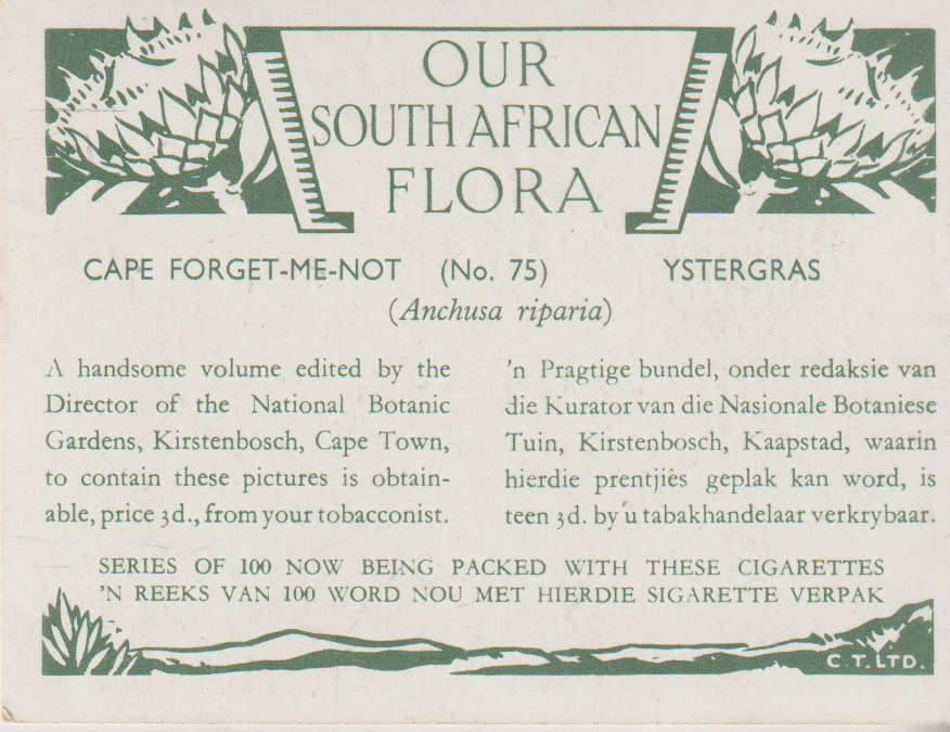 CIGARETTE CARD OUR SOUTH AFRICAN FLOWERS NO 75