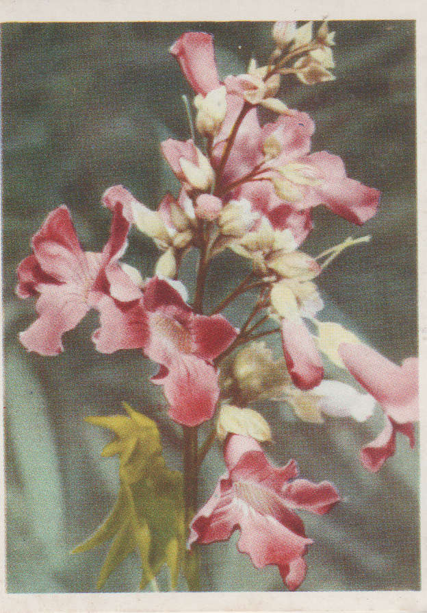 CIGARETTE CARD OUR SOUTH AFRICAN FLOWERS NO 82