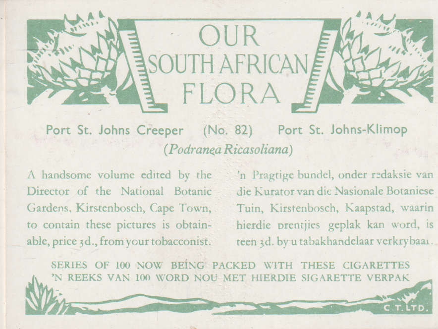 CIGARETTE CARD OUR SOUTH AFRICAN FLOWERS NO 82