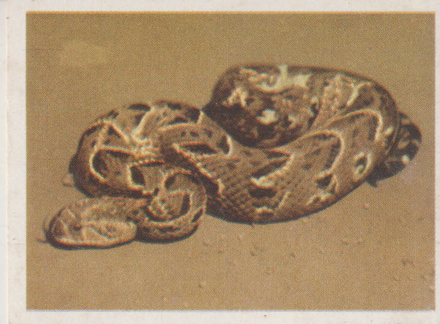 CIGARETTE CARD OUR SOUTH AFRICAN NATIONAL PARKS NO 50