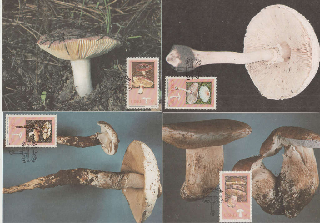 CISKEI 1987 Mushrooms MAXI CARD/ POST CARD SET