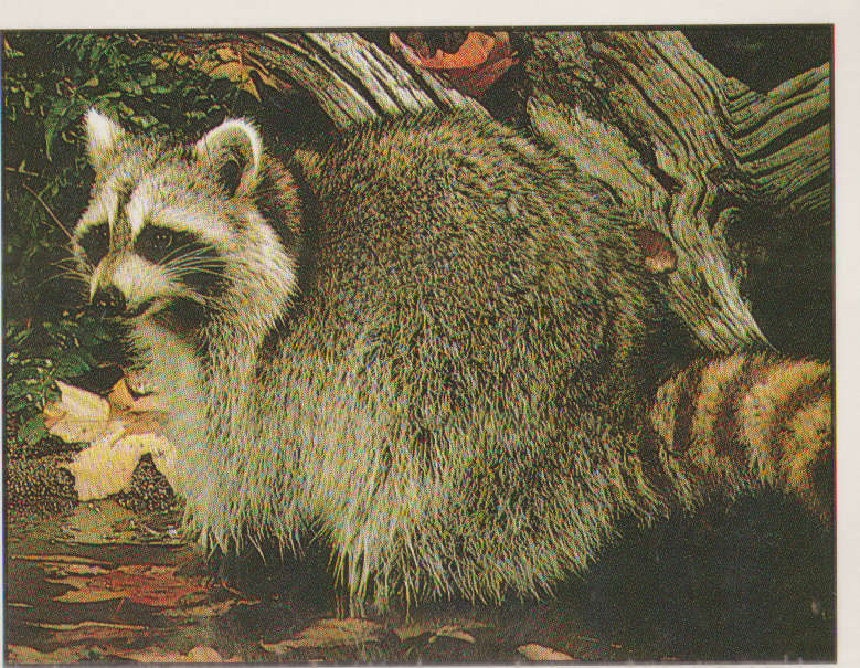 PANINI ANIMALS OF THE WORLD #16