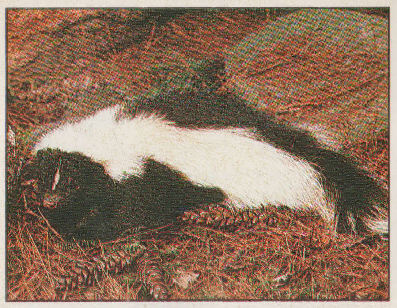 PANINI ANIMALS OF THE WORLD #19