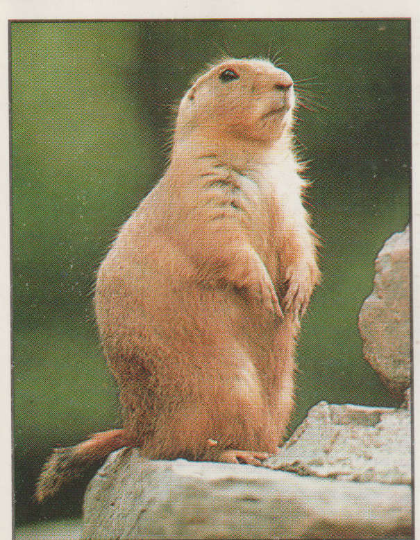 PANINI ANIMALS OF THE WORLD #27