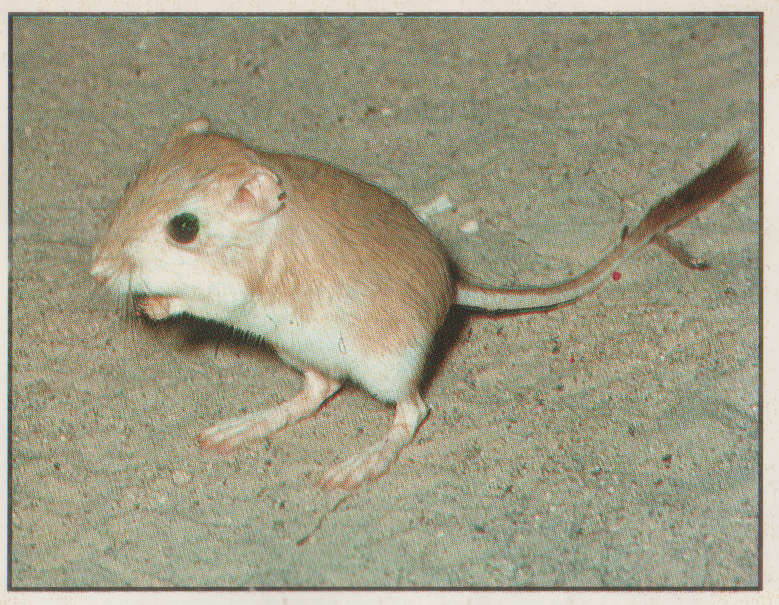 PANINI ANIMALS OF THE WORLD #28