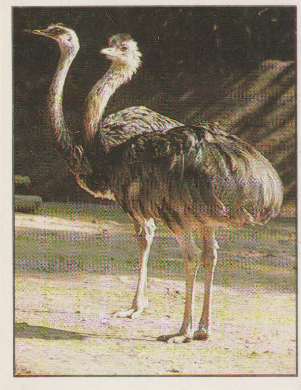 PANINI ANIMALS OF THE WORLD STICKER #51