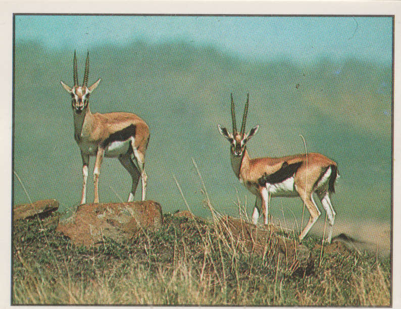 PANINI ANIMALS OF THE WORLD STICKER #75