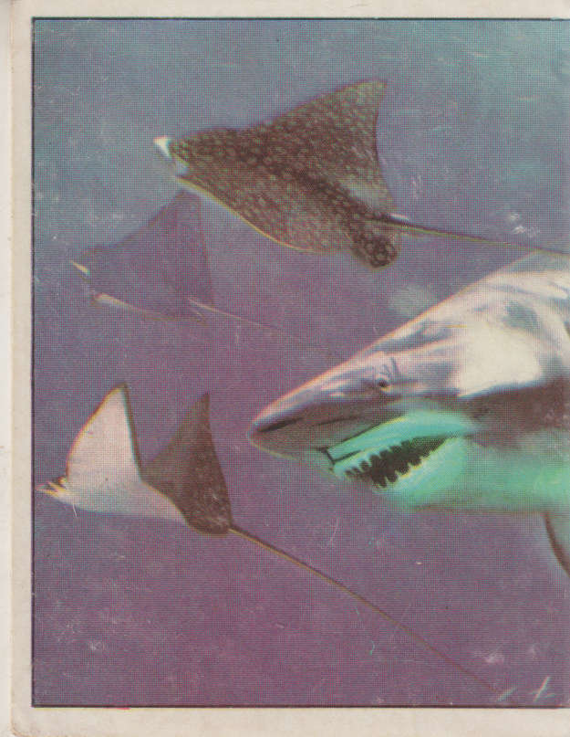 PANINI PREHISTORIC ANIMALS #77