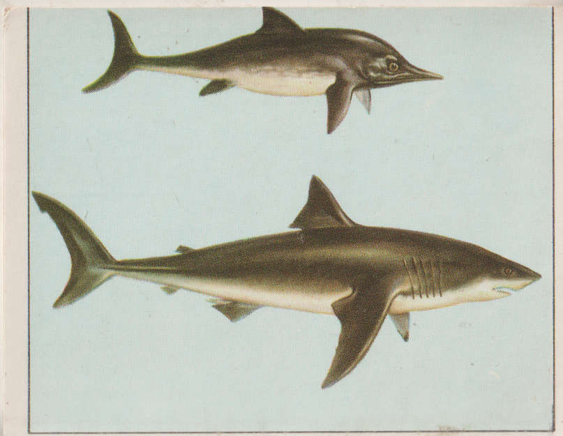 PANINI PREHISTORIC ANIMALS #97