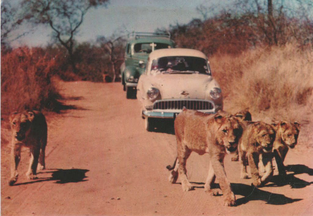 USED POST CARD KRUGER NATIONAL PARK
