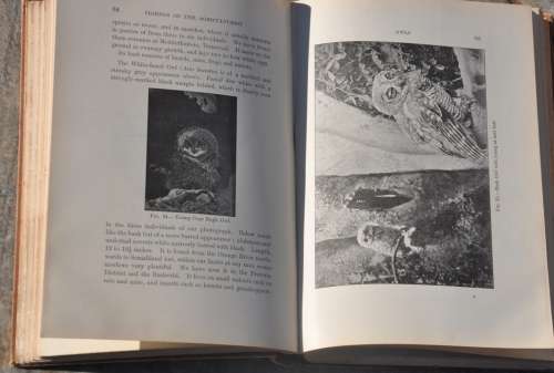 SOUTH AFRICAN BIRD-LIFE (1907)