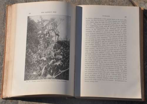 SOUTH AFRICAN BIRD-LIFE (1907)