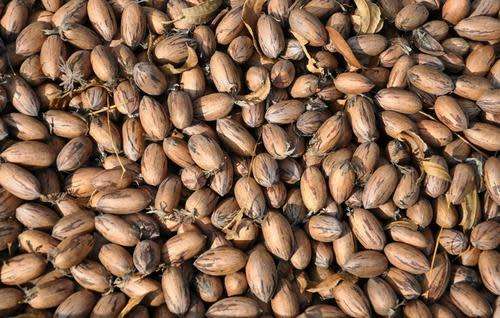 PECAN NEUTE vars geoes -/- PECAN NUTS fresh harvest - price per 1kg - read instructions