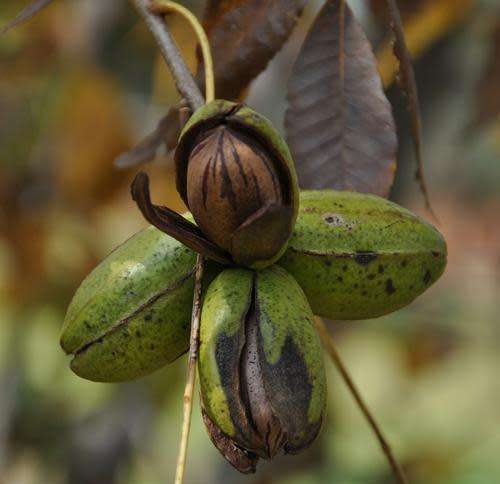 PECAN NEUTE vars geoes -/- PECAN NUTS fresh harvest - price per 1kg - read instructions