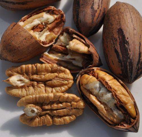 PECAN NEUTE vars geoes -/- PECAN NUTS fresh harvest - price per 1kg - read instructions