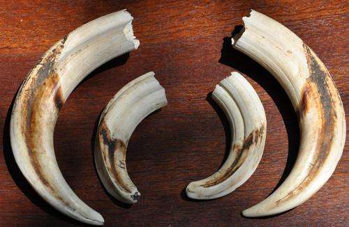 4 TEETH OF A WARTHOG