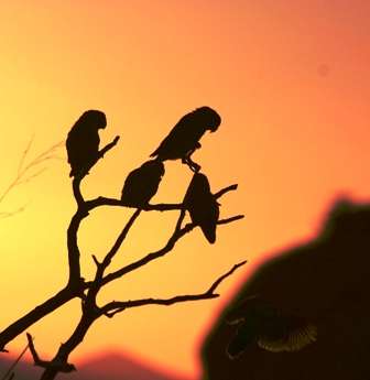 Bird Calls For Your Garden