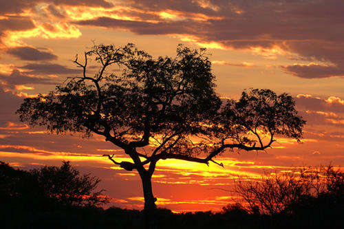 Animal Sounds Of The Southern African Bush
