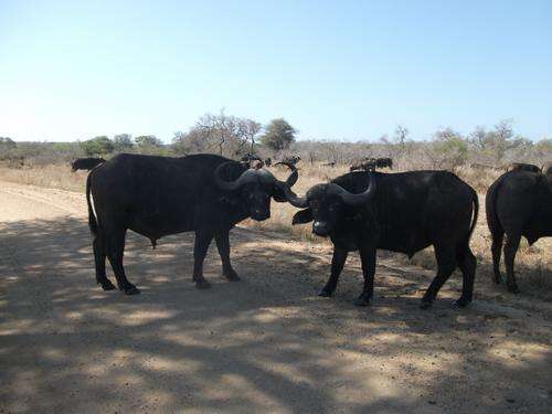 Buffalo hunt competition