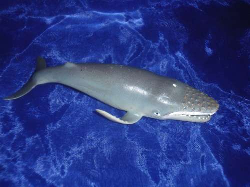 Whales- North Atlantic Right Whale (+-3 cm HIgh)