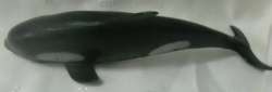 Killer Whale:(+-4 cm High) (+-26 cm Long)