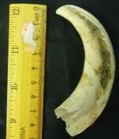Used Single Warthog Tusk
