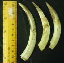 Used Single Warthog Tusk