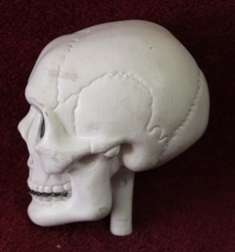 Collectable - Plastic Skull