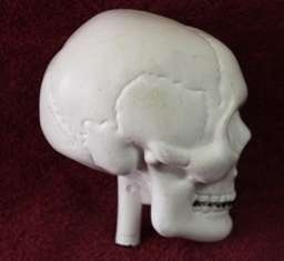 Collectable - Plastic Skull