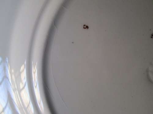 Copeland Spode Plate 'Byron'