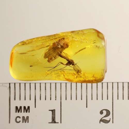 Baltic Amber inclusion - Mosquito